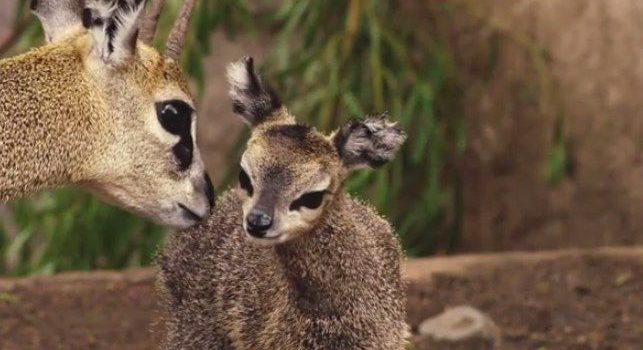 ¡Nacieron siete crías de antílope en el Zoológico de Chapultepec!