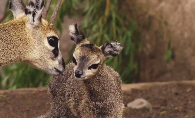 ¡Nacieron siete crías de antílope en el Zoológico de Chapultepec!