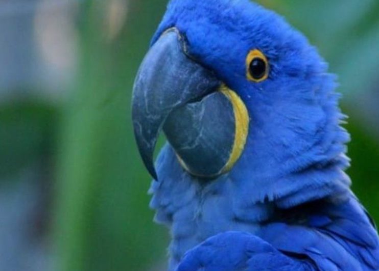 Nace un guacamayo azul, ave que se creía extinta.