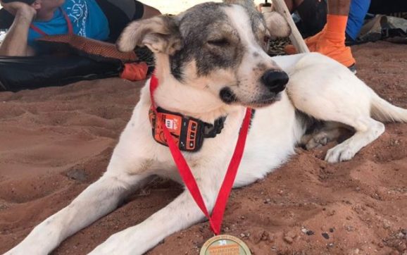 Cactus, el maratonista de 4 patas del desierto del Sahara.