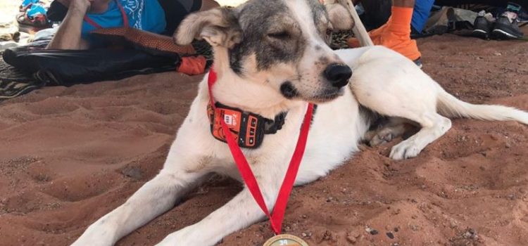 Cactus, el maratonista de 4 patas del desierto del Sahara.