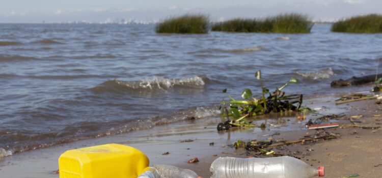 ¡Hongos dan esperanza a crisis del reciclaje!