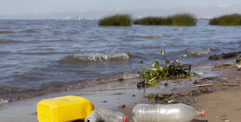 ¡Hongos dan esperanza a crisis del reciclaje!