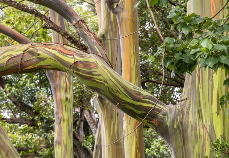 Magia en la Naturaleza, Árbol Arcoíris