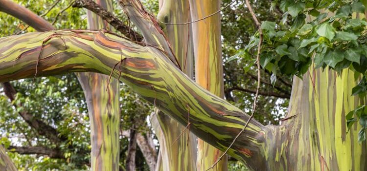 Magia en la Naturaleza, Árbol Arcoíris