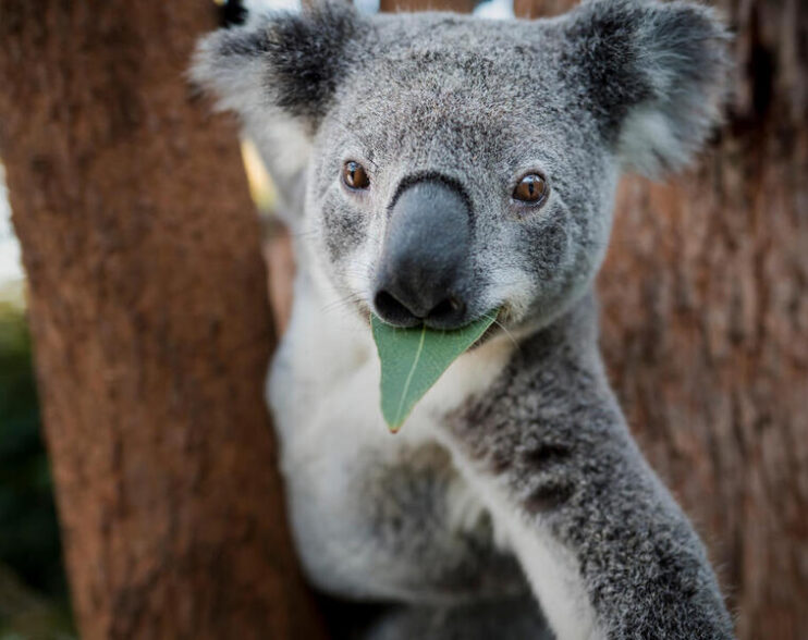 Australia ¡Salva Koalas! 