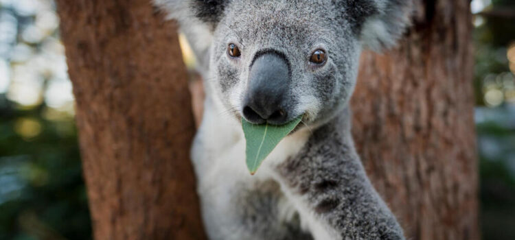 Australia ¡Salva Koalas! 