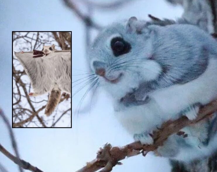 El Vuelo Encantador de la Ardilla Siberiana, Ezo Momonga