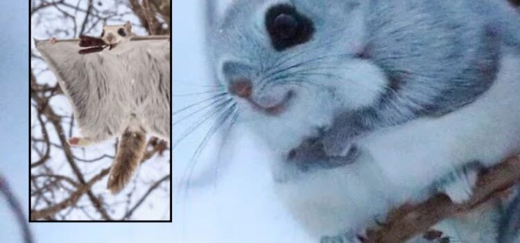 El Vuelo Encantador de la Ardilla Siberiana, Ezo Momonga