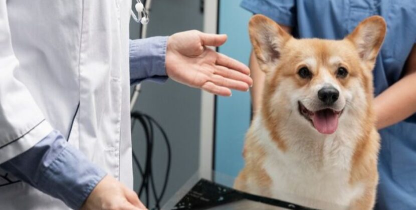 ¡Revelaciones Emocionales desde el Cerebro de tu Mejor Amigo!