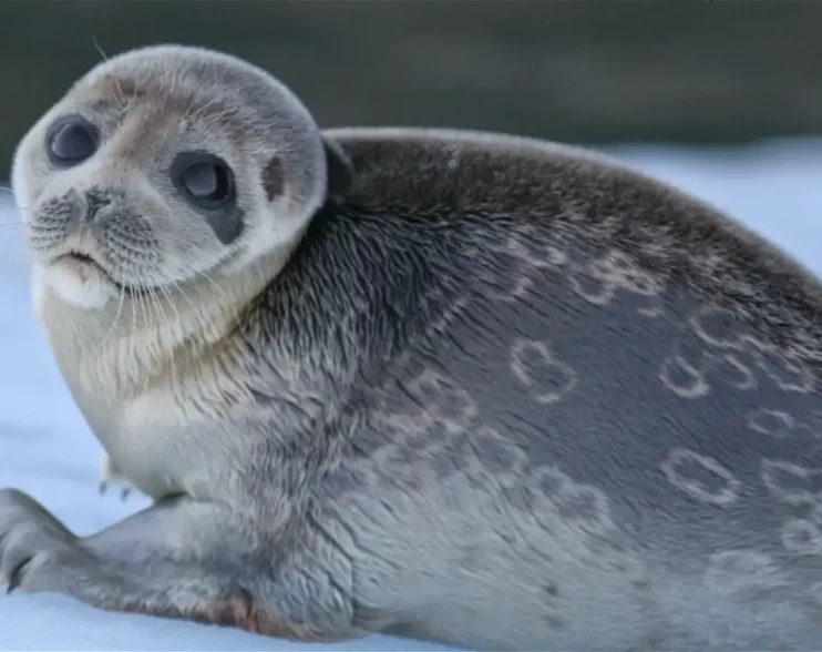 ¡Foca Anillada Aislada de más de 100,000 años!