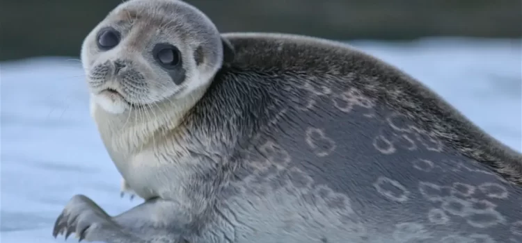 ¡Foca Anillada Aislada de más de 100,000 años!