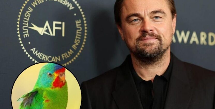 DiCaprio Aboga por la Conservación del Periquito Migrador en Australia