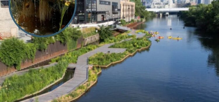 Revitalizan el Río Chicago con jardines flotantes