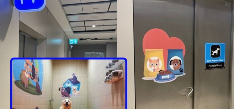 El amigable aeropuerto de Estambul con las mascotas 