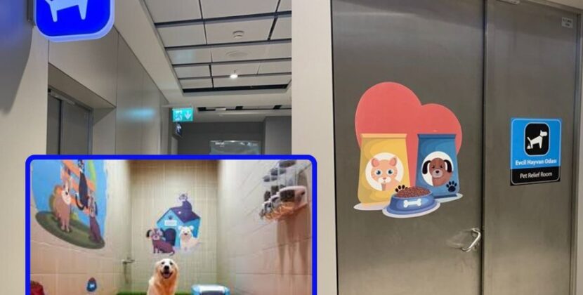 El amigable aeropuerto de Estambul con las mascotas 