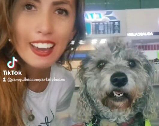 ¿Cómo viajar con tu perrito en autobús de #ETN ?