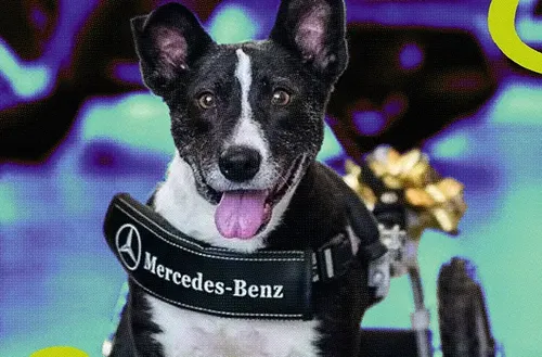 Bunny, la perrita a la que #MercedesBenz ¡le hizo su propio carro!