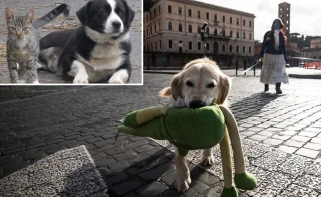 Italia: Impuestos vs Adopción de mascotas