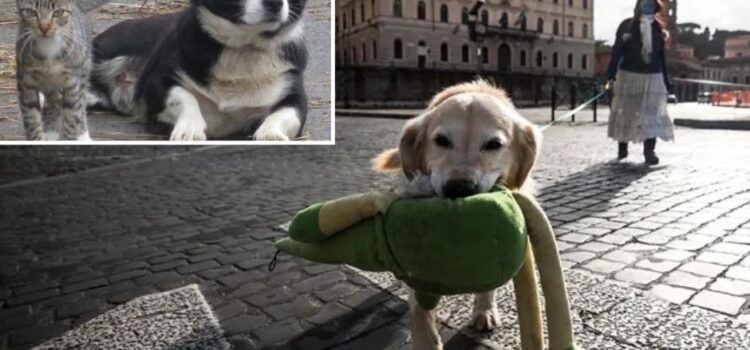 Italia: Impuestos vs Adopción de mascotas