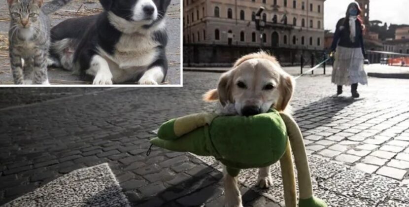 Italia: Impuestos vs Adopción de mascotas