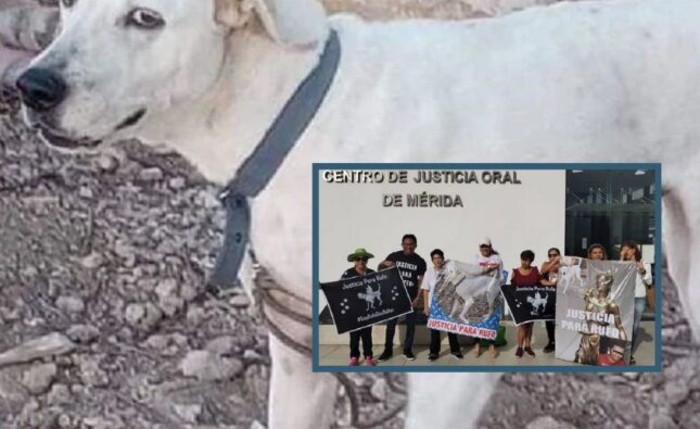 ¡Primera condena por crueldad animal en Yucatán!