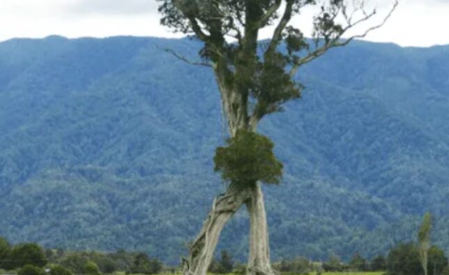 “El ‘Árbol Andante’ ¡Una maravilla natural!