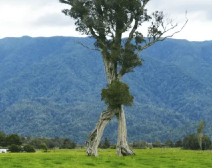 “El ‘Árbol Andante’ ¡Una maravilla natural!