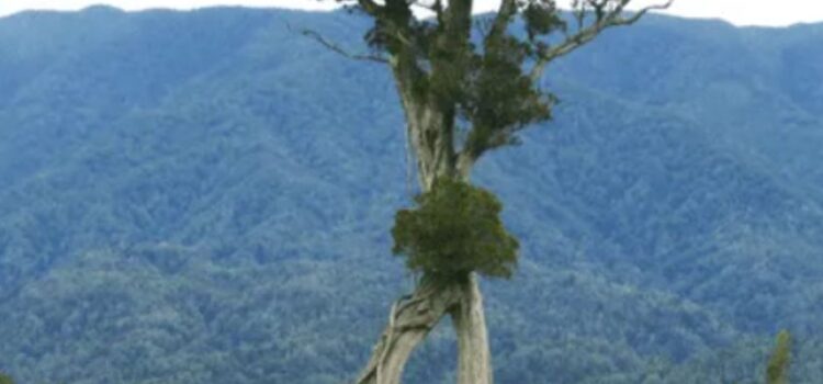 “El ‘Árbol Andante’ ¡Una maravilla natural!