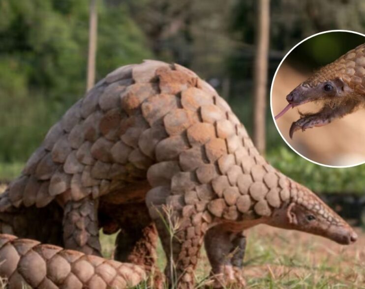 ¡El Pangolín Gigante sigue vivo! 