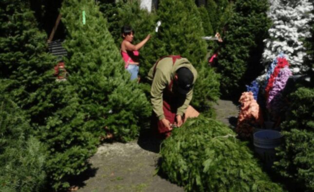 ¡Renta un árbol, salva el Bosque!