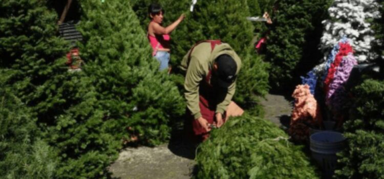 ¡Renta un árbol, salva el Bosque!