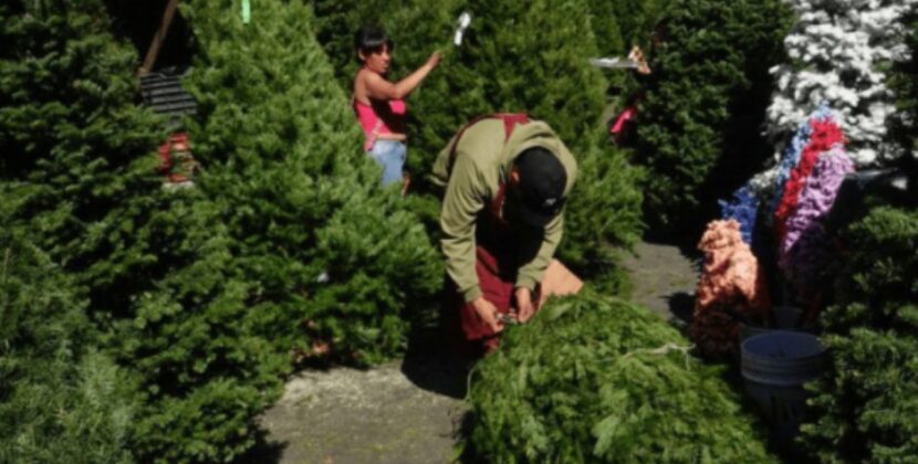 ¡Renta un árbol, salva el Bosque!