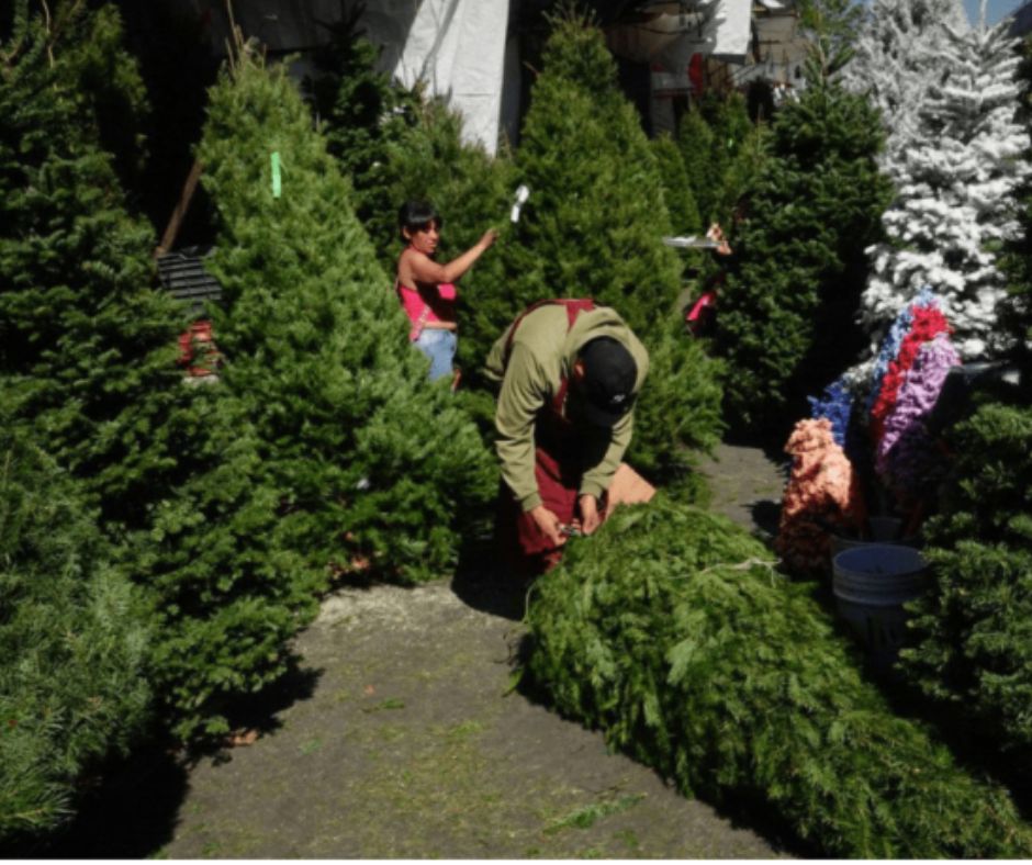 ¡Renta un árbol, salva el Bosque!