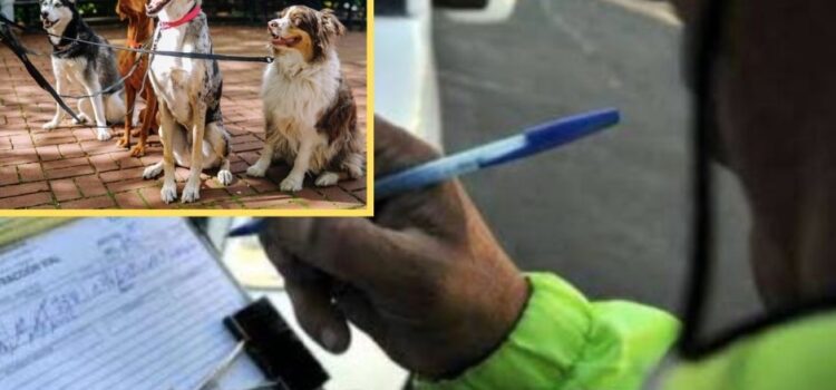 Paga tus infracciones paseando perros rescatados