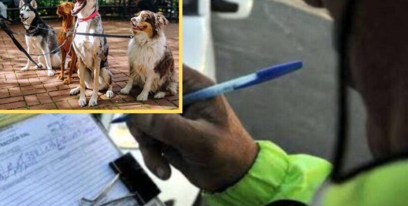 Paga tus infracciones paseando perros rescatados