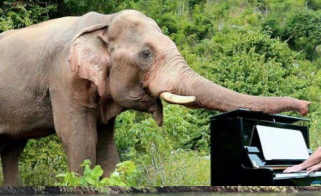 El pianista que deleita el alma de elefantes ciegos