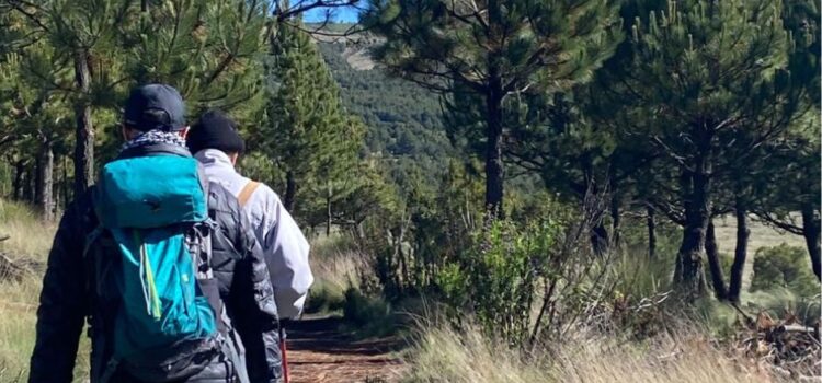 Un paseo por el bosque: La nueva medicina