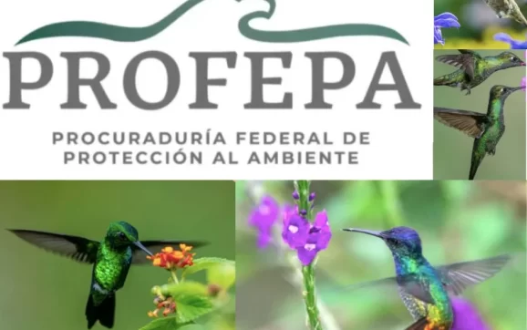 Colibríes bajo amenaza: Amarres vs Libertad