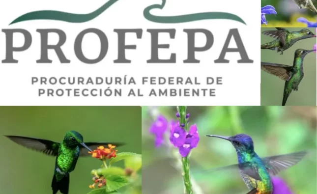 Colibríes bajo amenaza: Amarres vs Libertad