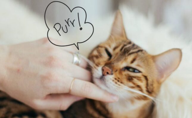 Tu gato te sana; ¡la ciencia lo confirma!