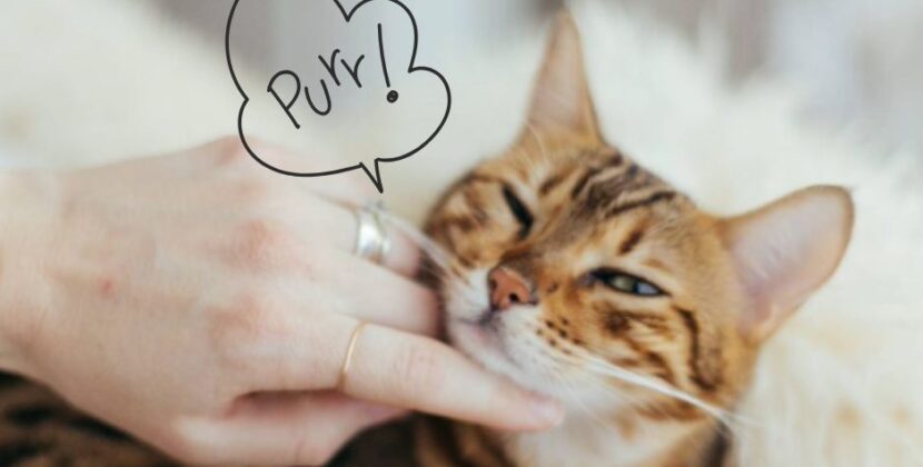 Tu gato te sana; ¡la ciencia lo confirma!